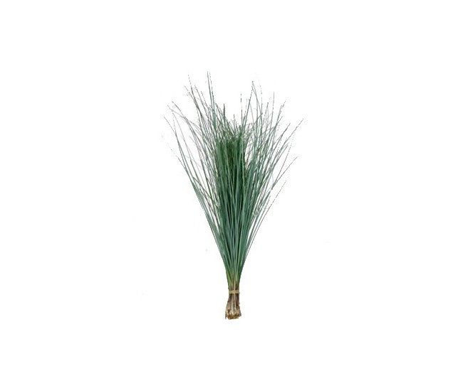 bear grass
