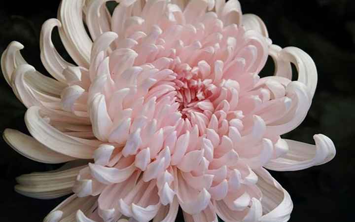 chrysanthème