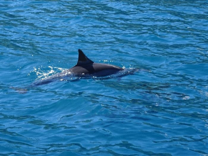 dauphins à Moorea