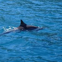 dauphins à Moorea