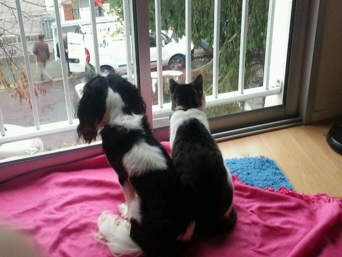 Nos animaux ! - 1