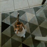 Emeline