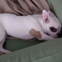 Le petit bb de la maison - 1