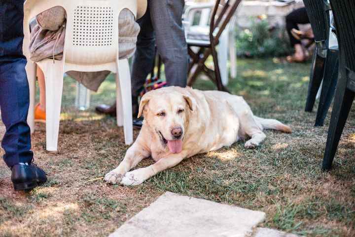 Abou, la chienne de mes parents