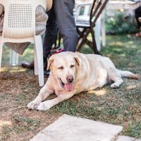 Abou, la chienne de mes parents