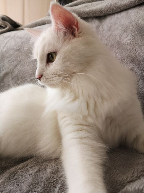 La place de nos animaux dans notre mariage 2