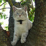 Lucile