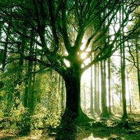 Thème légende de Brocéliande - 1