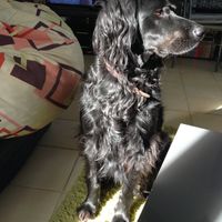  Nos animaux ont une place importante 💕 - 2