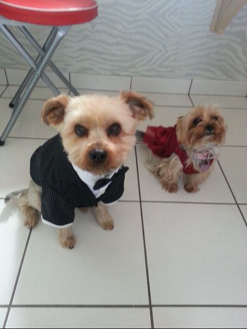 Mes chiens prets pour le jour J