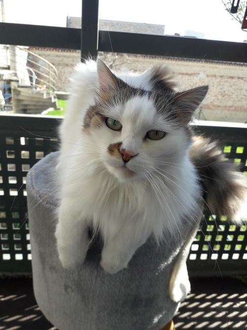 Intégrez vous vos animaux dans la cérémonie ? 2