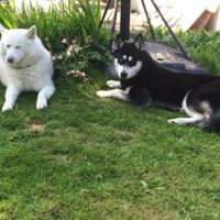 Et Vos Loulous quels places auront ils ? - 1