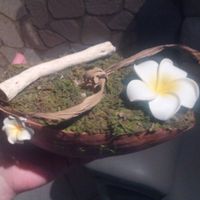 porte alliances de haut 