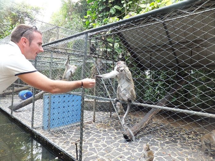 Les singes