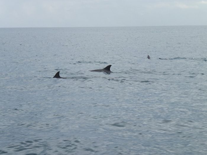 Les dauphins