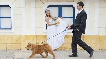 TTD avec animaux