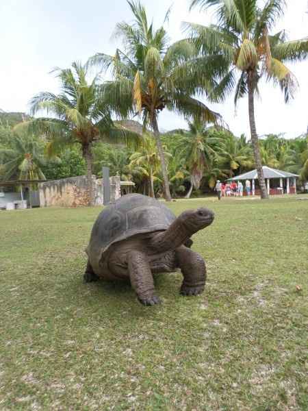 Les tortues géantes