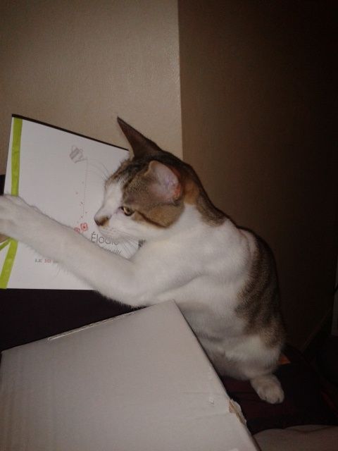 Notre petit chat