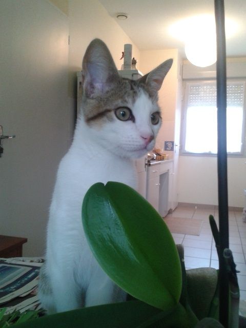 Jango
