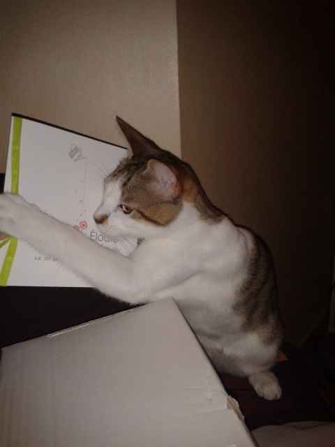 Notre petit chat