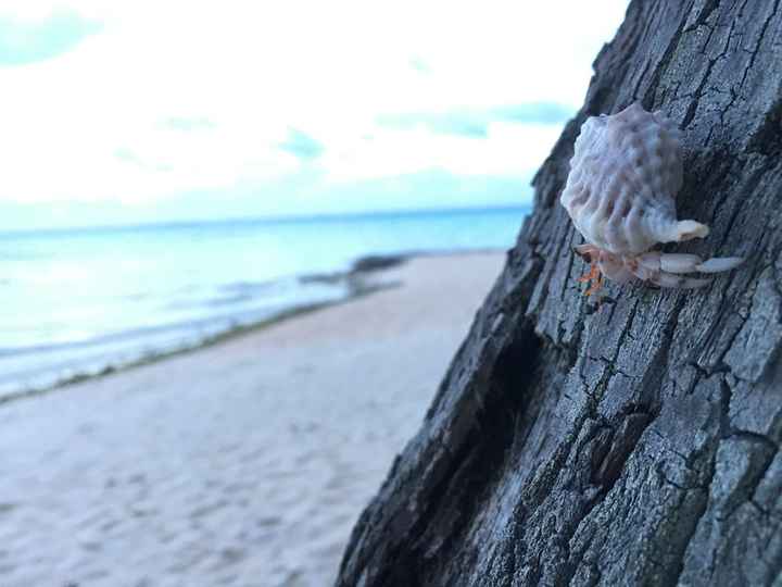 Retour de notre vdn en polynésie - 25