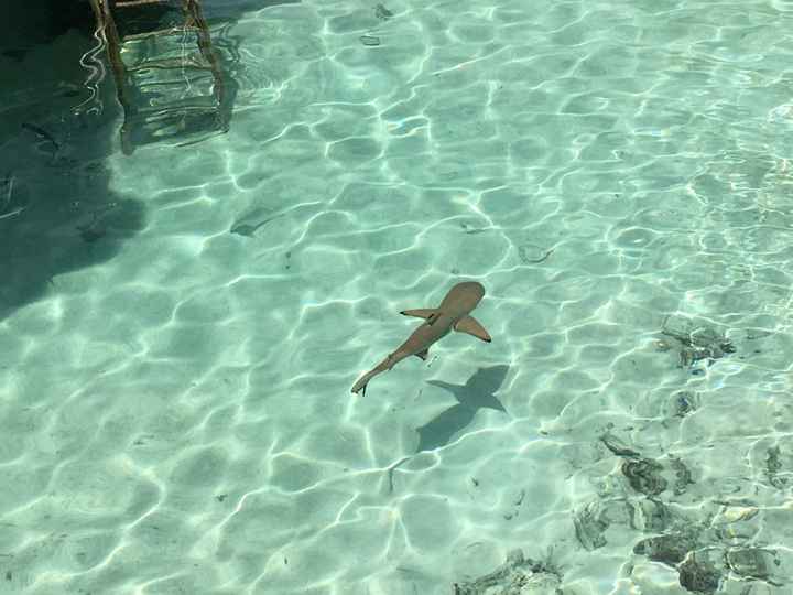 Retour de notre vdn en polynésie - 28