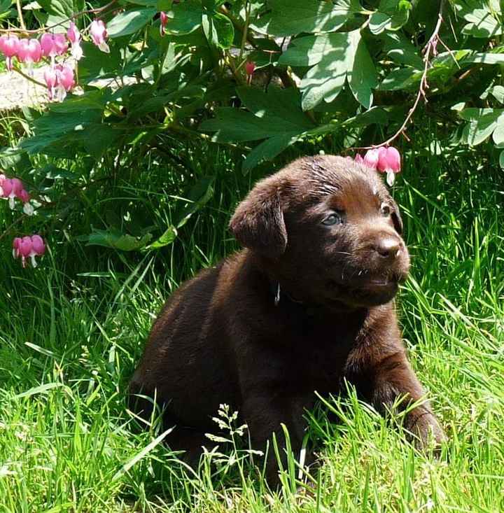 Un animal de compagnie à la maison juste après le mariage ? - 1