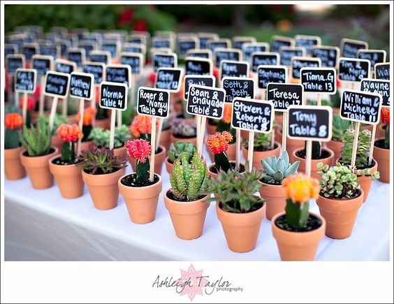 5. Mini Cactus