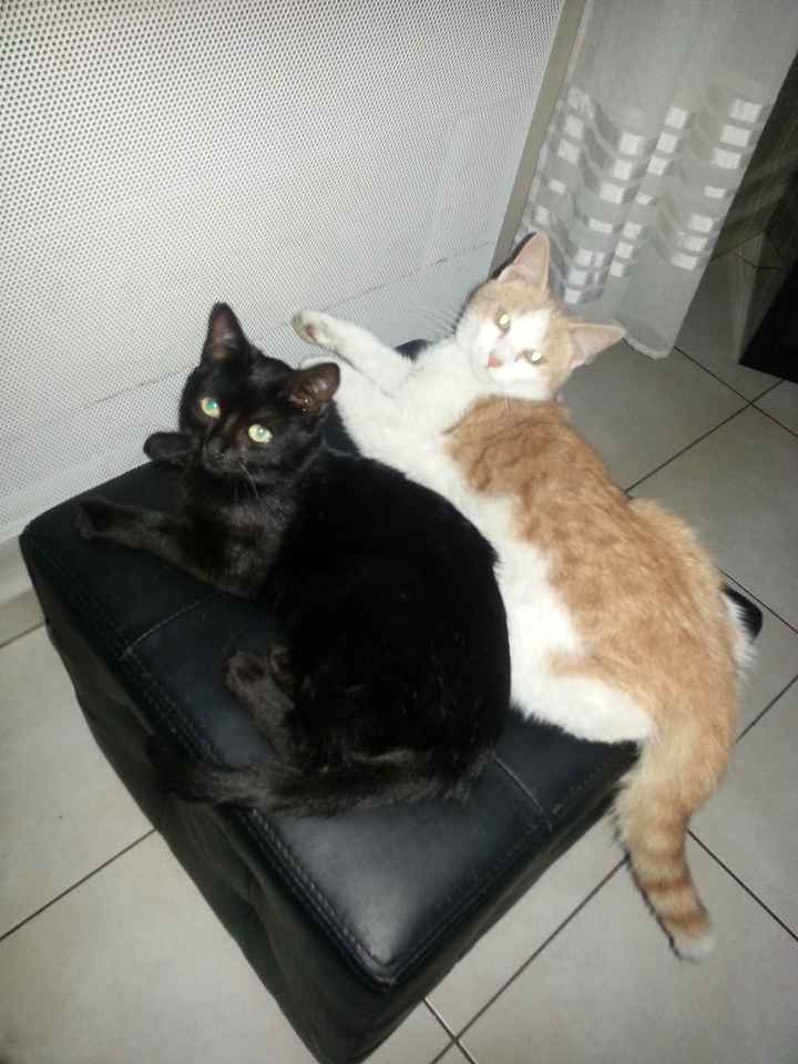 Nos animaux ! - 2