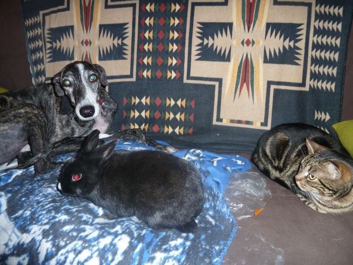Nos 3 compagnons