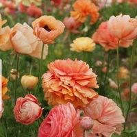 Couleur pour le mariage - 1