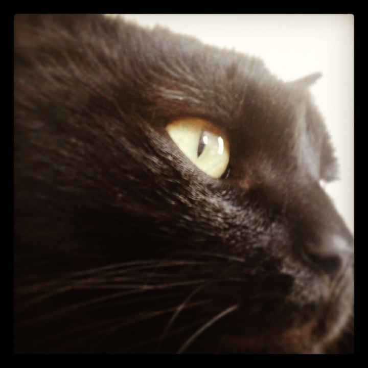 Nos animaux ! - 1