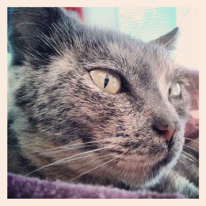 Nos animaux ! - 2