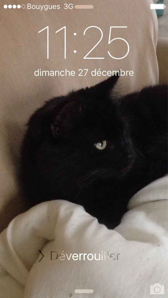 Si votre animal de compagnie était invité à votre mariage... - 1