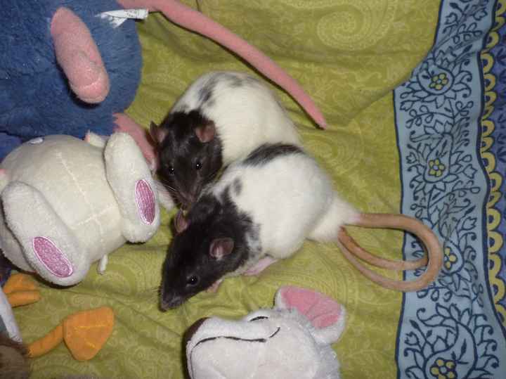 Sidh et Egone