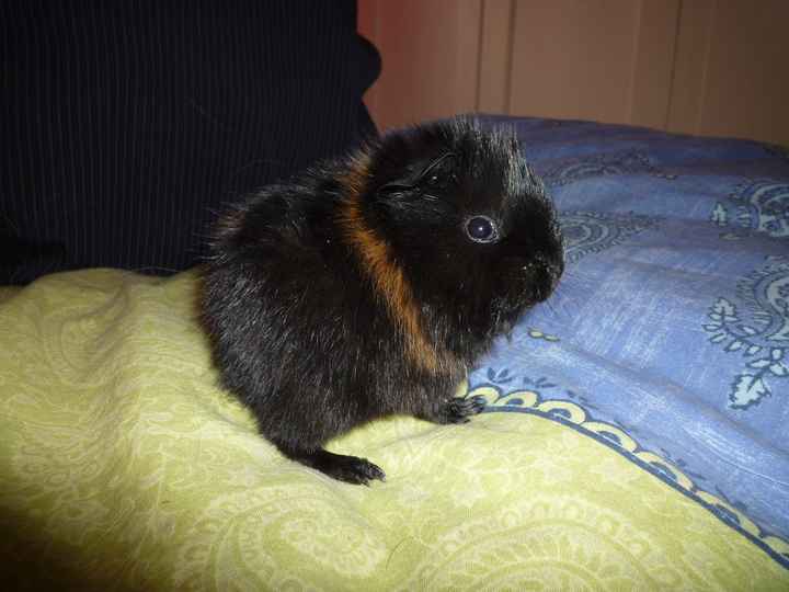 Pouic Pouic