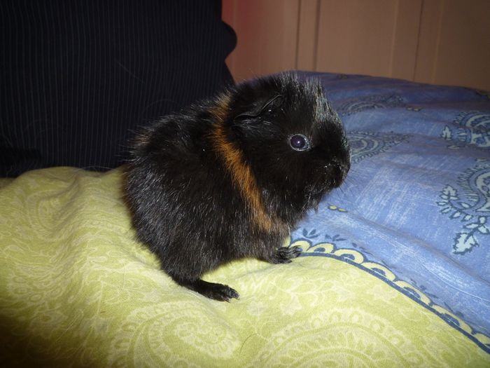 Pouic Pouic