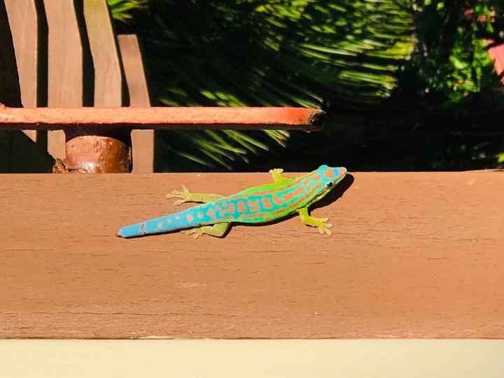 Retour photo île Maurice 🏝 - 5