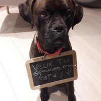 Comment s'est passée la demande en mariage? - 1