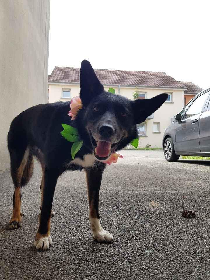 "chien d'honneur" et noeud papillon - 1