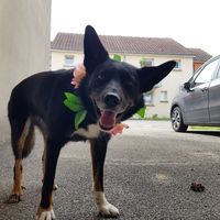 "chien d'honneur" et noeud papillon - 1