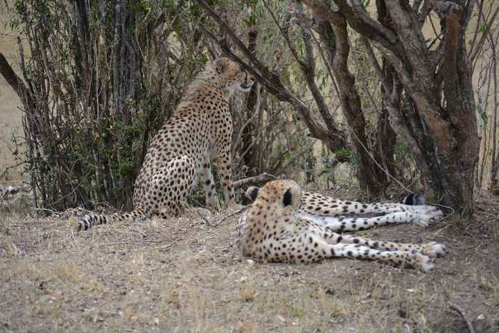 guépard 2 -->