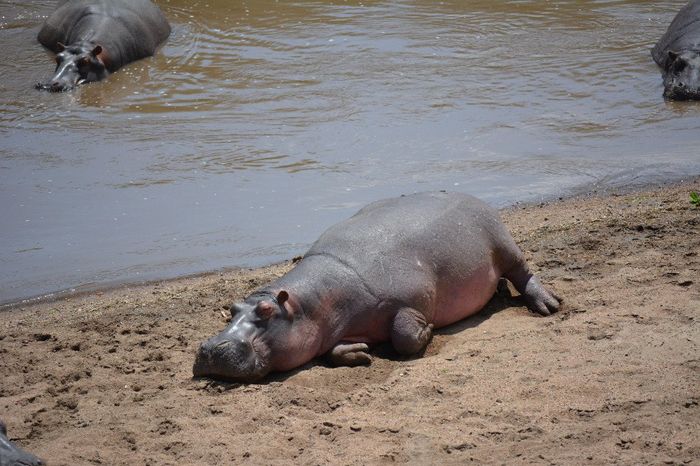 hippopotame échoué haha