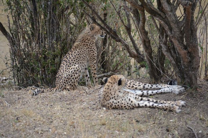 guépard 2 -->