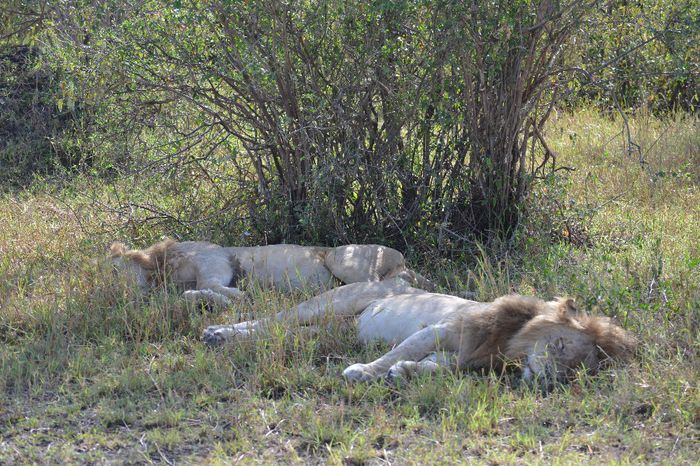 des dormeurs ces lions je te jure