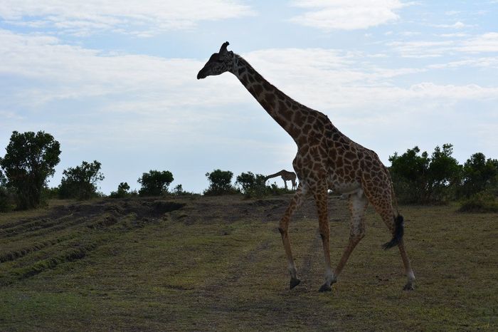 giraaaaaaaaaaaafes