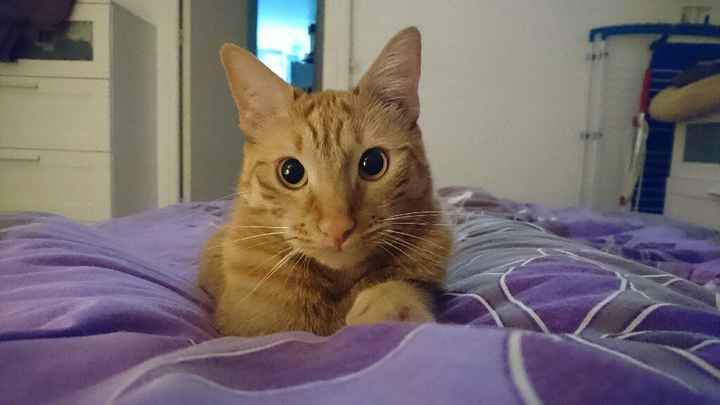 Nos amis les bêtes - 1