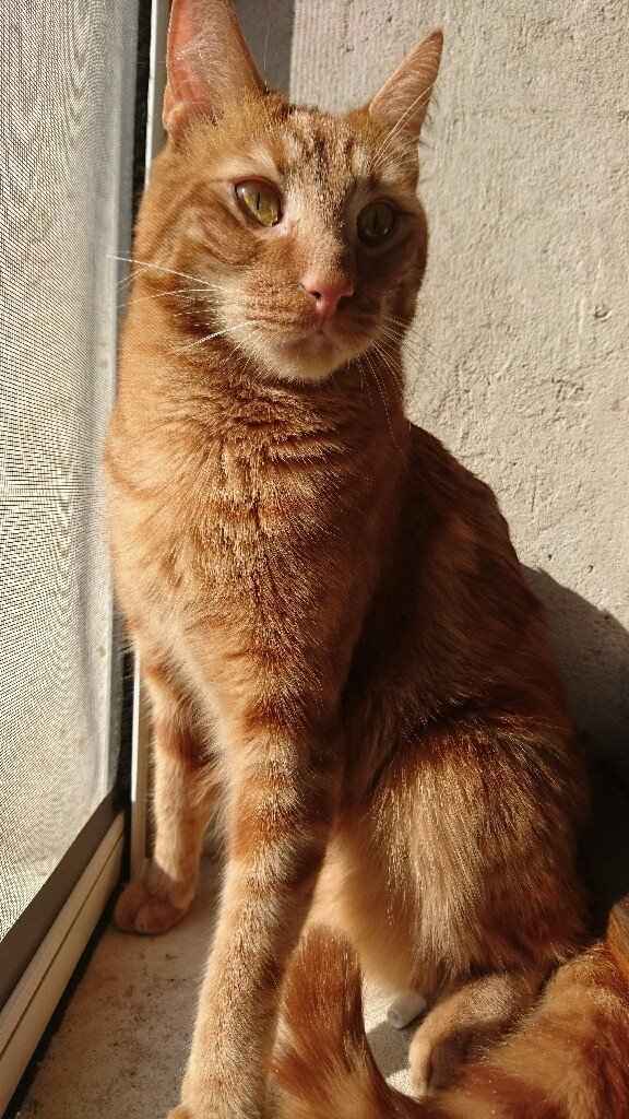 Nos amis les bêtes - 2