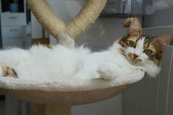 Nos amis les bêtes - 3