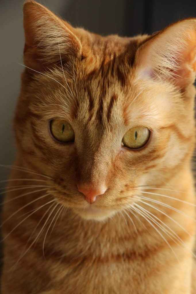 Et les animaux ? - 1